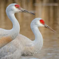 WWN Great Sandhill Cranes Wading through the Marsh