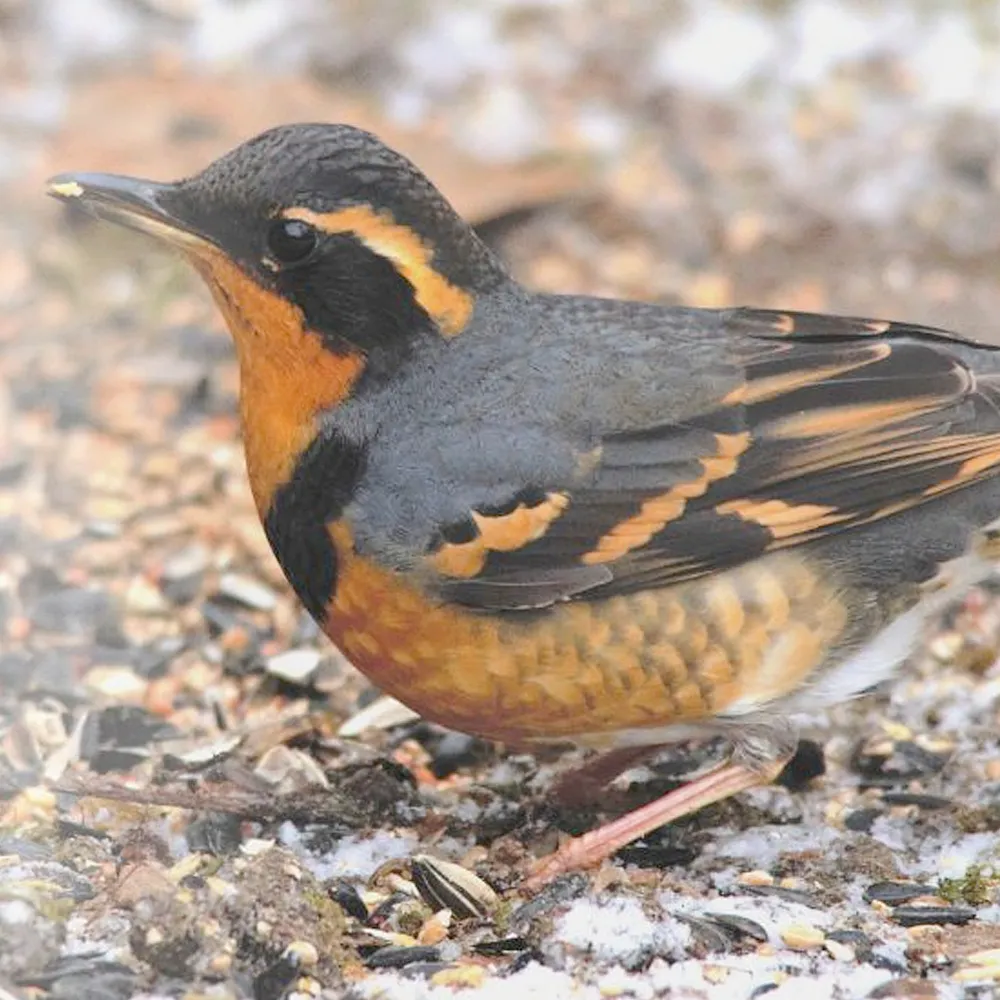 WWN Beautiful Varied Thrush in the Snow & Seed