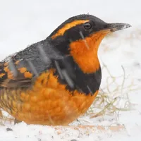 WWN Stunning Varied Thrush in the Driving Snow