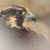 WWN Vignetted Profile of a Peregrine Falcon
