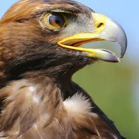 WWN Vision of a Beautiful Young Golden Eagle