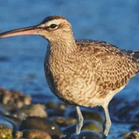 Whimbrel Shorebird at the Beach Canvas Print