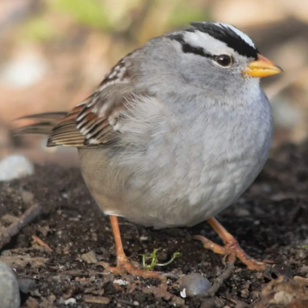 WWN Chubby White-Crowned Sparrow in the Winter Sun