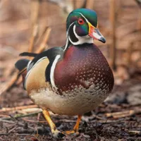 WWN Winsome Wood Duck in the Woods