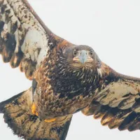 WWN Stunning Young Bald Eagle Does a Flyover